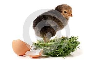 Baby chicken with broken eggshell in the straw nest on white background