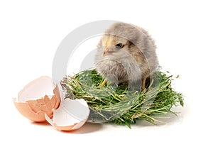 Baby chicken with broken eggshell in the straw nest on white background