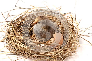 Baby chicken with broken eggshell in the straw nest on white background