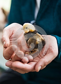 Baby chicken chick held in human hands