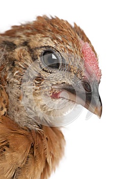 Baby chicken, 23 days old, in front of white background