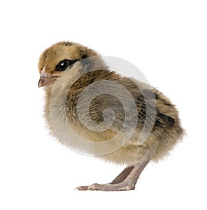 Baby chicken, 4 days old, in front of white background