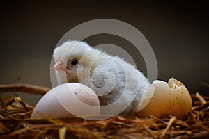 Baby chicken with egg, cute chicken,chicken in its nest,chicken