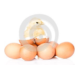 Baby chicken with eggs and eggshell. isolated on white background