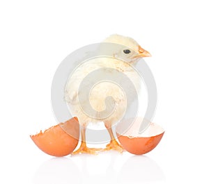 baby chicken with eggshell. isolated on white background