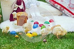 Baby chicken and ester eggs in the grass