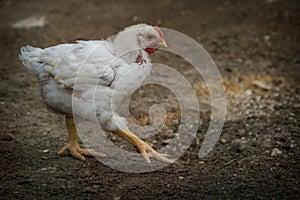 baby chicken on the farm