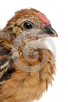 Baby chicken, in front of white background