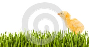 Baby chicken in grass isolated with copy space