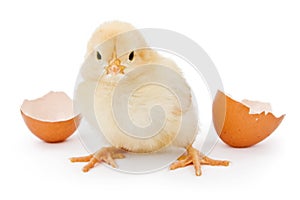 A baby chicken hatched from a brown egg