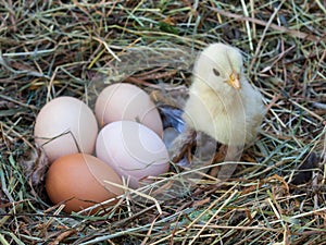 Baby chicken and hen`s eggs in the hay nest