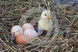 Baby chicken and hen`s eggs in the hay nest photo