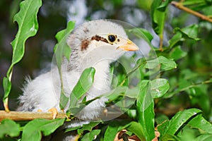 Baby Chicken