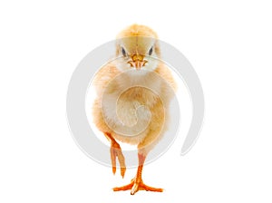 Baby chicken isolated white