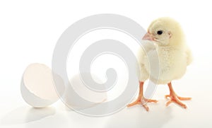 Baby chicken just born