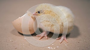 Baby chicken is poking broken eggshell with its beak