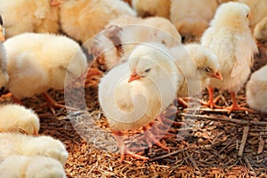 Baby chicken in poultry farm