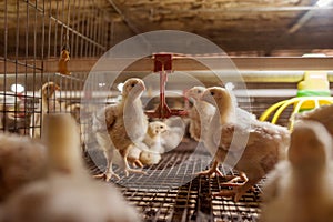 Baby chicken in poultry farm