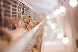 Baby chicken in poultry farm