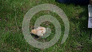 Baby chicken scared and alone in grass