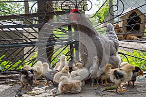 Baby chicken with their hen
