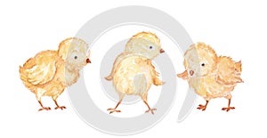 Baby Chicken Watercolor Clip Art, Baby Chick Watercolor Illustration