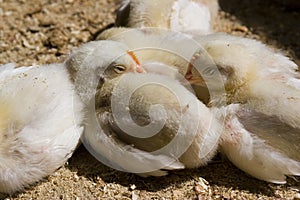 Baby Chickens