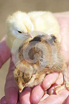 Baby Chickens