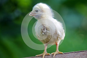 Baby chickens, day old chickens, poultry livestock,