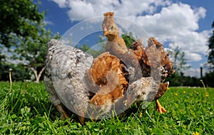 Baby Chickens Eating from the Ground