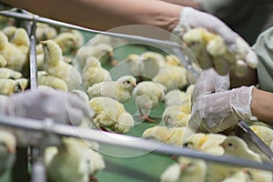 Baby Chickens just born on tray,