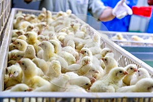 Baby Chickens just born on tray