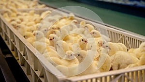 Baby Chickens just born on tray