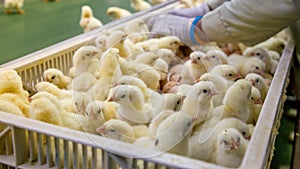 Baby Chickens just born on tray