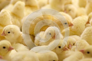 Baby Chickens just born on tray