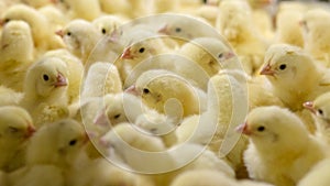 Baby Chickens just born on tray