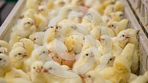 Baby Chickens just born on tray