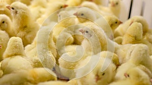 Baby Chickens just born on tray