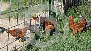 Baby chickens lining up to go through a fence