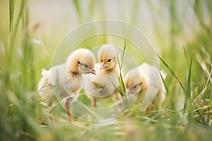 baby chickens pecking in fresh grass