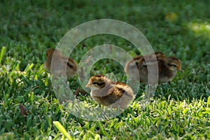 Baby chickens photo