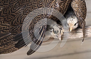 Baby Chickens Under Mother Hen's Wing