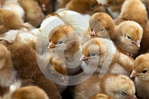Baby chicks