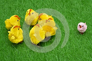 Baby Chicks