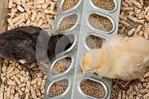 Baby chicks being raised in pen