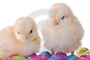 Baby Chicks and Candy Eggs