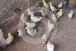 Baby Chicks Enter Their New Home - Chicken Coop.