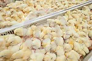 Baby chicks just coming out from Eggs.