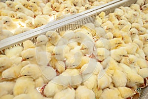 Baby chicks just coming out from Eggs.