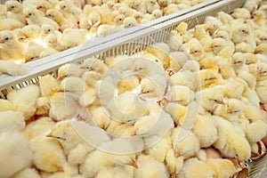 Baby chicks just coming out from Eggs.